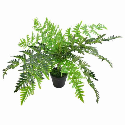 Koristekasvi LEAF-7145 (50 cm) (Kunnostetut Tuotteet A+)